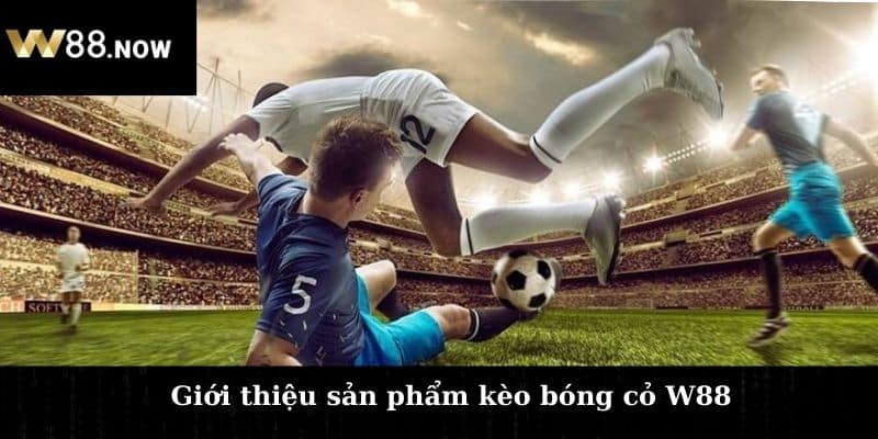 Giới thiệu sản phẩm kèo bóng cỏ W88